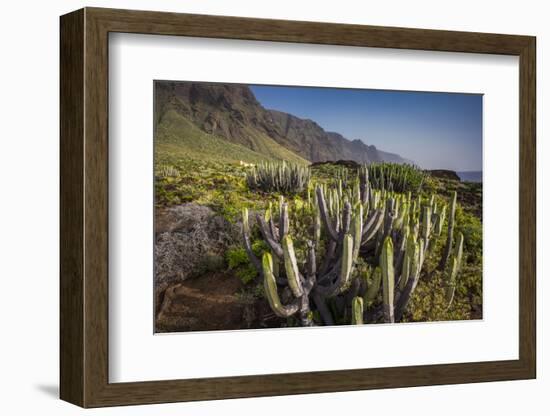 Spain, Canary Islands, Tenerife, Punta De Teno, Coastal Cactus-Walter Bibikow-Framed Photographic Print