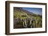 Spain, Canary Islands, Tenerife, Punta De Teno, Coastal Cactus-Walter Bibikow-Framed Photographic Print