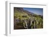 Spain, Canary Islands, Tenerife, Punta De Teno, Coastal Cactus-Walter Bibikow-Framed Photographic Print