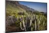 Spain, Canary Islands, Tenerife, Punta De Teno, Coastal Cactus-Walter Bibikow-Mounted Photographic Print