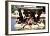 Spain, Castile and Leon, Palace of La Granja de San Ildefonso, Fountain of Three Graces.-Samuel Magal-Framed Photographic Print