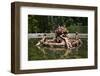 Spain, Castile and Leon, Segovia, Palace of La Granja de San Ildefonso, Fountain-Samuel Magal-Framed Photographic Print