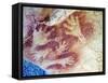 Spain, Cave of Altimira, Rock Art Paintings of Animals, UNESCO Site-Christian Kober-Framed Stretched Canvas