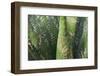 Spain, Majorca, Cactus, Name Engraved-Rainer Mirau-Framed Photographic Print