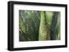 Spain, Majorca, Cactus, Name Engraved-Rainer Mirau-Framed Photographic Print