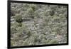 Spain, Majorca, Serra De Tramuntana, Caimari, Olive Grove, Terraces-Rainer Mirau-Framed Photographic Print