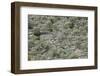 Spain, Majorca, Serra De Tramuntana, Caimari, Olive Grove, Terraces-Rainer Mirau-Framed Photographic Print