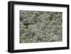 Spain, Majorca, Serra De Tramuntana, Caimari, Olive Grove, Terraces-Rainer Mirau-Framed Photographic Print