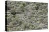 Spain, Majorca, Serra De Tramuntana, Caimari, Olive Grove, Terraces-Rainer Mirau-Stretched Canvas