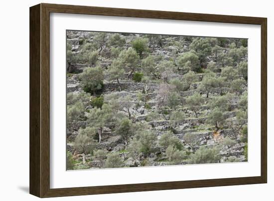 Spain, Majorca, Serra De Tramuntana, Caimari, Olive Grove, Terraces-Rainer Mirau-Framed Photographic Print