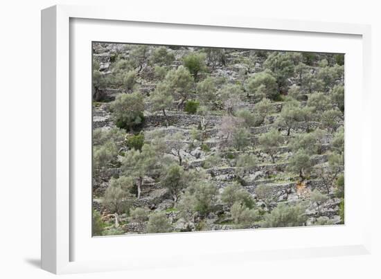 Spain, Majorca, Serra De Tramuntana, Caimari, Olive Grove, Terraces-Rainer Mirau-Framed Photographic Print