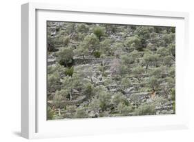 Spain, Majorca, Serra De Tramuntana, Caimari, Olive Grove, Terraces-Rainer Mirau-Framed Photographic Print