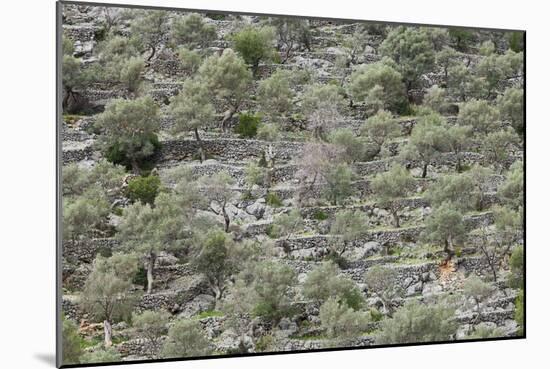 Spain, Majorca, Serra De Tramuntana, Caimari, Olive Grove, Terraces-Rainer Mirau-Mounted Photographic Print