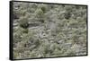 Spain, Majorca, Serra De Tramuntana, Caimari, Olive Grove, Terraces-Rainer Mirau-Framed Stretched Canvas