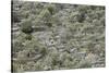 Spain, Majorca, Serra De Tramuntana, Caimari, Olive Grove, Terraces-Rainer Mirau-Stretched Canvas