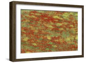 Spain Spring Meadow in May with Poppies and Yellow-null-Framed Photographic Print