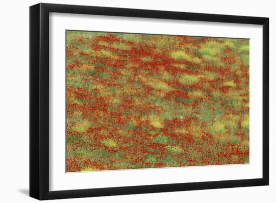 Spain Spring Meadow in May with Poppies and Yellow-null-Framed Photographic Print