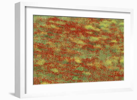 Spain Spring Meadow in May with Poppies and Yellow-null-Framed Photographic Print