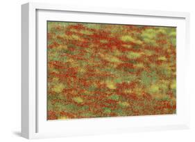 Spain Spring Meadow in May with Poppies and Yellow-null-Framed Photographic Print