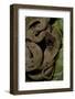 Spalerophis Diadema Attriceps (Diadem Snake)-Paul Starosta-Framed Photographic Print