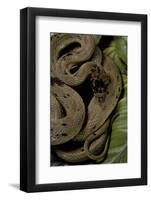 Spalerophis Diadema Attriceps (Diadem Snake)-Paul Starosta-Framed Photographic Print