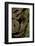 Spalerophis Diadema Attriceps (Diadem Snake)-Paul Starosta-Framed Photographic Print