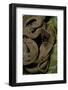 Spalerophis Diadema Attriceps (Diadem Snake)-Paul Starosta-Framed Photographic Print