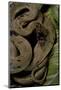 Spalerophis Diadema Attriceps (Diadem Snake)-Paul Starosta-Mounted Photographic Print