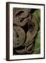 Spalerophis Diadema Attriceps (Diadem Snake)-Paul Starosta-Framed Photographic Print