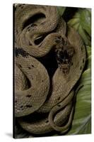 Spalerophis Diadema Attriceps (Diadem Snake)-Paul Starosta-Stretched Canvas