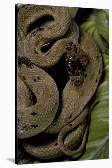 Spalerophis Diadema Attriceps (Diadem Snake)-Paul Starosta-Stretched Canvas