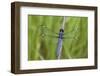 Spangled Skimmer Dragonfly Male, Marion County, Illinois-Richard and Susan Day-Framed Photographic Print