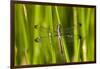 Spangled Skimmer Female in Wetland, Marion Co. Il-Richard ans Susan Day-Framed Photographic Print