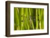 Spangled Skimmer Female in Wetland, Marion Co. Il-Richard ans Susan Day-Framed Photographic Print