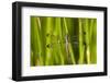 Spangled Skimmer Female in Wetland, Marion Co. Il-Richard ans Susan Day-Framed Photographic Print