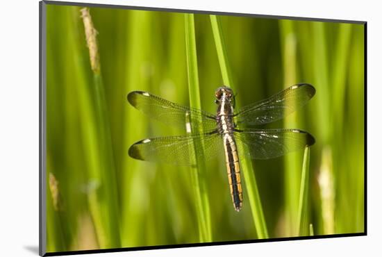 Spangled Skimmer Female in Wetland, Marion Co. Il-Richard ans Susan Day-Mounted Photographic Print