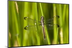 Spangled Skimmer Female in Wetland, Marion Co. Il-Richard ans Susan Day-Mounted Photographic Print