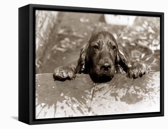 Spaniel Dog Takes a Dip, June 1986-null-Framed Stretched Canvas