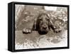 Spaniel Dog Takes a Dip, June 1986-null-Framed Stretched Canvas