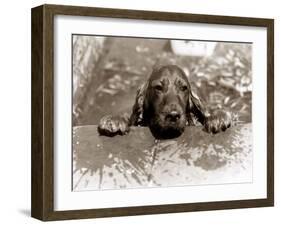 Spaniel Dog Takes a Dip, June 1986-null-Framed Premium Photographic Print