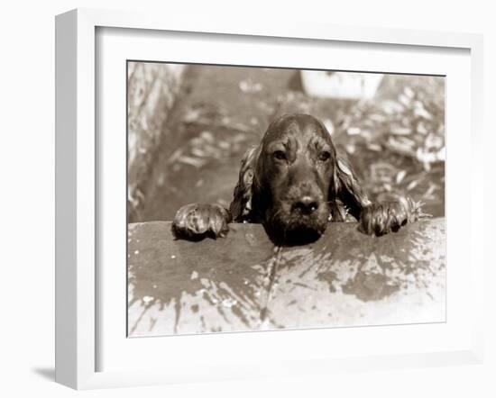 Spaniel Dog Takes a Dip, June 1986-null-Framed Premium Photographic Print