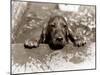 Spaniel Dog Takes a Dip, June 1986-null-Mounted Premium Photographic Print