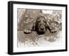 Spaniel Dog Takes a Dip, June 1986-null-Framed Photographic Print