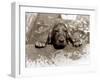 Spaniel Dog Takes a Dip, June 1986-null-Framed Photographic Print