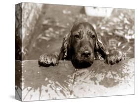 Spaniel Dog Takes a Dip, June 1986-null-Stretched Canvas