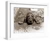 Spaniel Dog Takes a Dip, June 1986-null-Framed Photographic Print