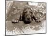 Spaniel Dog Takes a Dip, June 1986-null-Mounted Photographic Print