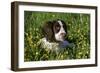 Spaniel - English Springer-Bob Langrish-Framed Photographic Print