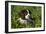 Spaniel - English Springer-Bob Langrish-Framed Photographic Print