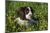 Spaniel - English Springer-Bob Langrish-Mounted Photographic Print